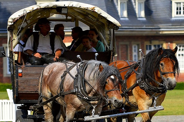 Binomials: word pairs, such as horse and carriage